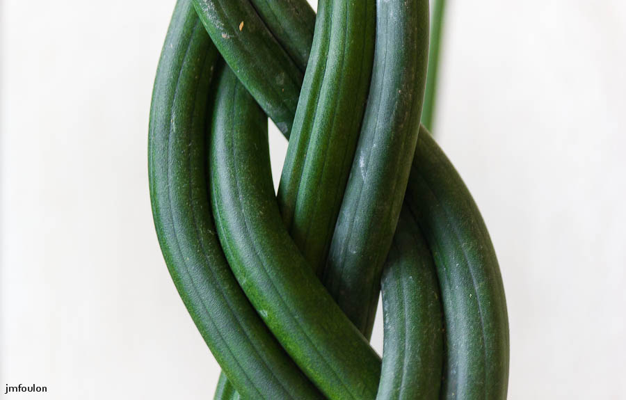 plante-torsadee.jpg - Curieuse plante dans le salon