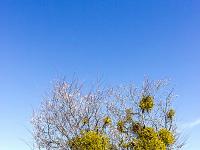 Arbres  Amandier près de Lardiers - Printemps 2018