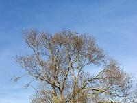 Arbres  Sisteron - Paresous