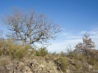 Arbres  Sisteron - Paresous