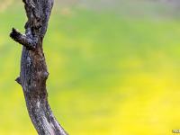 Arbres