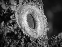 Arbres  Mison