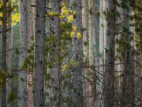 Arbres  Sisteron - adret du Molard
