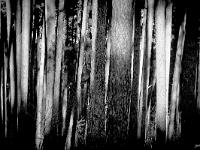 Arbres  Sisteron - adret du Molard