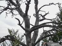Arbres  RIP ...