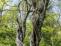 Arbres  Sisteron - Ouest de la citadelle