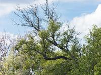 Arbres  Sisteron - Quartier de la Baume