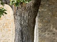Arbres  Sisteron - Quartier de la Baume