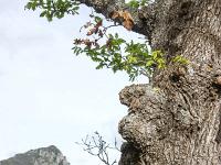 Arbres  Sisteron - Collet