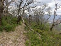 Arbres  Sisteron - Collet