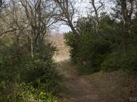 Arbres  Sisteron - Collet