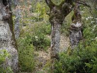 Arbres  Sisteron - Collet