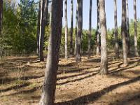 Arbres  Hubac de Lure - Pinède
