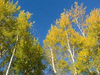 Arbres  Lac de Mison