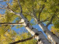 Arbres  Lac de Mison