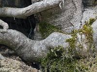 Arbres  Aux environs de Bayons