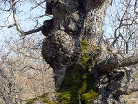 Arbres  Entre Castel-Bevons et le Vieux Noyers (GR 946)
