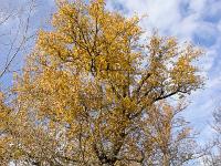 Arbres  Rives du Buech vers Ribiers