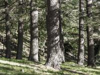 Arbres  Sisteron citadelle