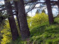 Arbres  Sisteron citadelle