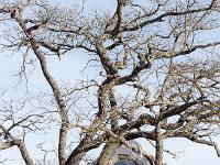 Arbres  Sisteron - Plateau de Soleillet