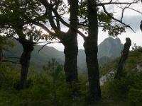 Arbres  La vigne de guerre (entre les col de la Mairie et de St Pensier au Nord de Bevons (04)