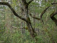 Arbres  Sisteron - Plateau du Collet