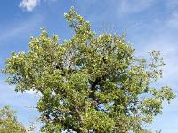 Arbres  Sisteron - Plateau du Collet