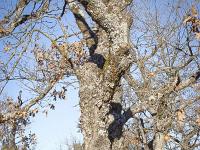 Arbres  Sisteron - Plateau du Collet