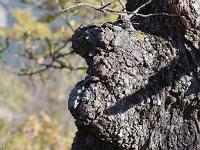 Arbres  Sisteron - Collet