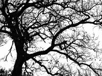 Arbres  Sisteron - Plateau du Collet