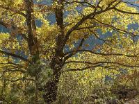 Arbres  Sisteron - Collet