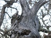 Arbres  Je sens qu'on m'observe ! ...