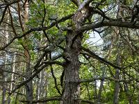 Arbres  Sisteron - Plateau du Collet