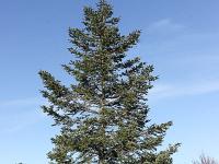 Arbres  Sur les crêtes de Lure
