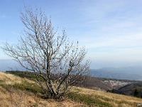 Arbres  Sur les crêtes de Lure