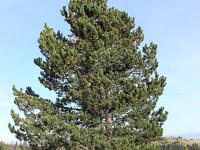 Arbres  Sur les crêtes de Lure