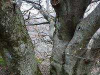 Arbres  Crêtes de Lure - Fayard