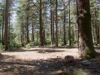 Arbres  Bonnieux (Vaucluse) - Forêt des cèdres