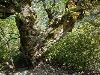 Arbres  Dans les gorges du Trévans