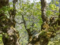Arbres  Dans les gorges du Trévans