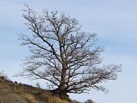 Arbres  Sisteron - Houllettes