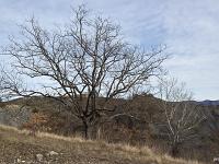 Arbres  Sisteron - Houllettes