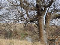 Arbres  Sisteron - Houllettes
