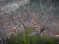 Arbres  Sisteron la Baume - Kakis