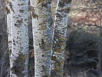 Arbres  Au lac de Mison