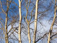 Arbres  Au lac de Mison