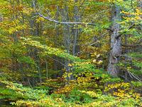 Arbres  Dans Lure en automne