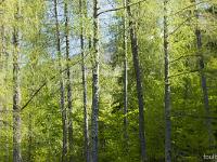 Arbres  Mélèzes - Montagne de Lure - Printemps 2018