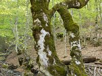 Arbres  Curieux fayard - Montagne de Lure - Printemps 2018